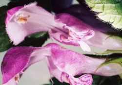 Lamium maculatum (jasnota plamista)