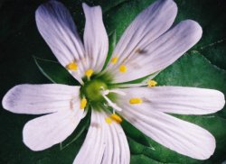 Stellaria holostea (gwiazdnica wielkokwiatowa)