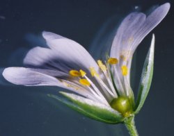 Stellaria holostea (gwiazdnica wielkokwiatowa)