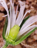 Stellaria nemorum