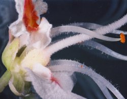 Aesculus hippocastanum (kasztanowiec pospolity)