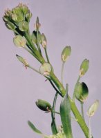 Lepidium ruderale