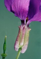 Lunaria annua (miesiącznica roczna)