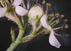 Sorbus aria (jarząb mączny)