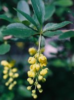 Berberis vulgaris (berberys zwyczajny)