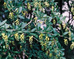 Berberis vulgaris (berberys zwyczajny)