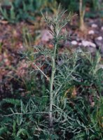 Centaurea stoebe (chaber nadreński)