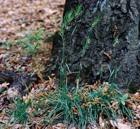 Poa bulbosa