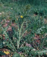 Sisymbrium altissimum