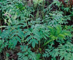 Angelica sylvestris (dzięgiel leśny)