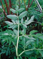 Angelica sylvestris (dzięgiel leśny)