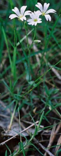 Cerastium arvense