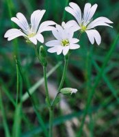 Cerastium arvense