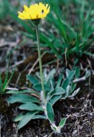 Hieracium pilosella