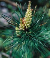 Pinus sylvestris (sosna zwyczajna)