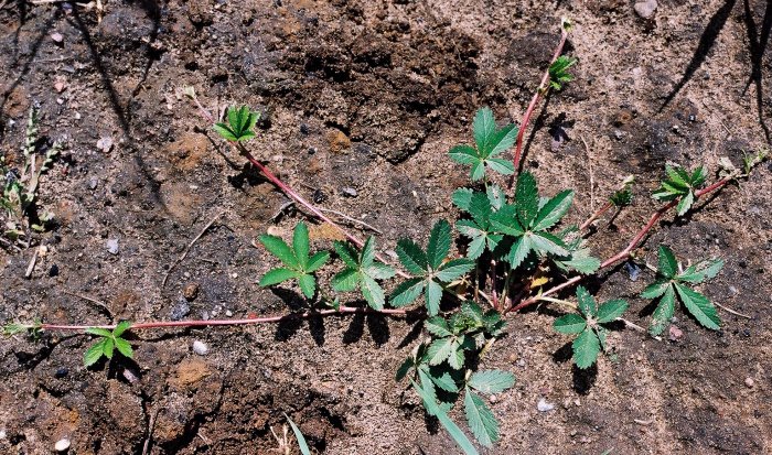 Potentilla reptans