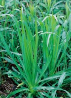 Tragopogon pratensis