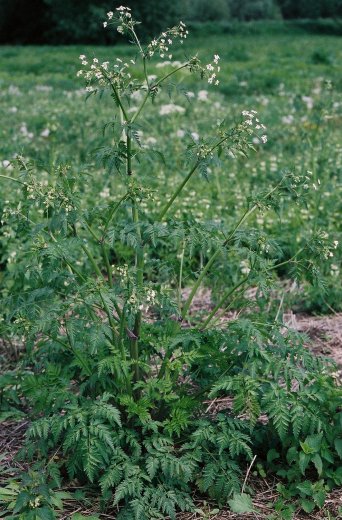 Anthriscus sylvestris (trybula leśna)