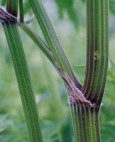 Anthriscus sylvestris