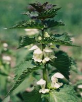 Lamium album