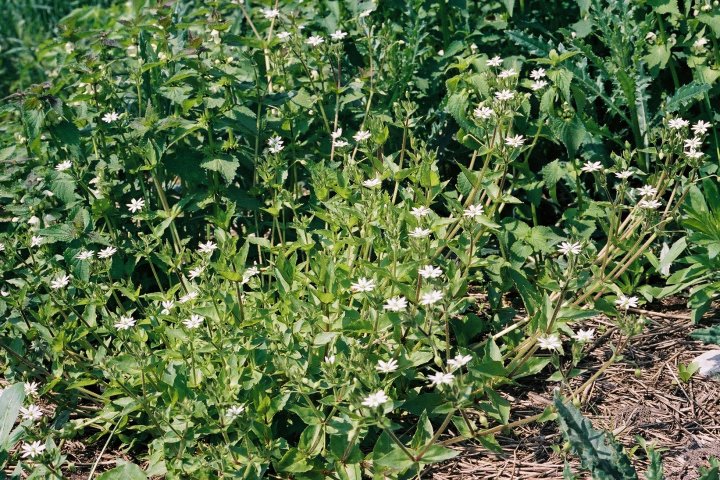 Myosoton aquaticum