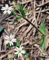 Myosoton aquaticum