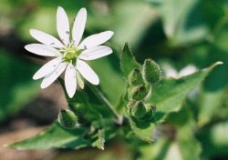 Myosoton aquaticum (kościenica wodna)