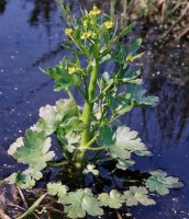 Ranunculus sceleratus