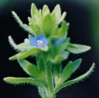 Veronica arvensis (przetacznik polny)