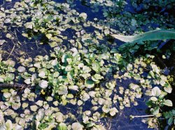 Cardamine amara