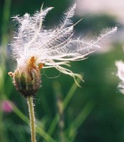 Dryas octopetala