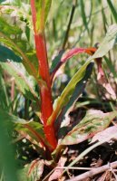 Epilobium hirsutum (wierzbownica kosmata)