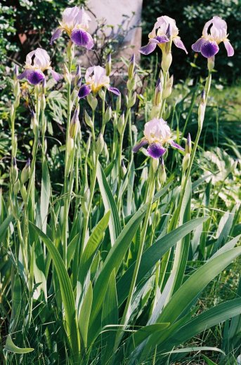 Iris ×germanica (kosaciec bródkowy)