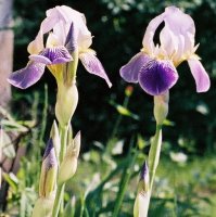 Iris ×germanica (kosaciec bródkowy)
