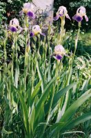 Iris germanica (kosaciec bródkowy)