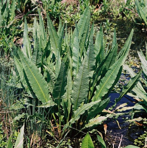 Rumex hydrolapathum