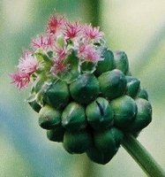 Sanguisorba minor