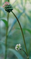 Sanguisorba minor