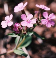 Saponaria ocymoides (mydlnica bazyliowata)