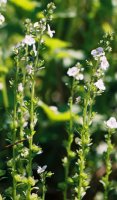 Veronica serpyllifolia (przetacznik macierzankowy)