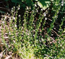 Veronica serpyllifolia (przetacznik macierzankowy)