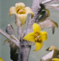 Elaeagnus angustifolia (oliwnik wąskolistny)