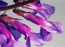 Vicia villosa