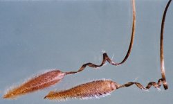 Erodium cicutarium (iglica pospolita)