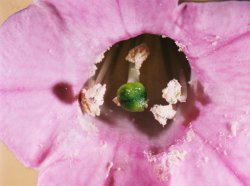 Nicotiana tabacum