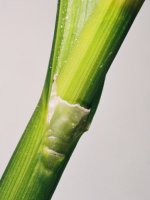 Scirpus sylvaticus