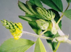 Trifolium campestre