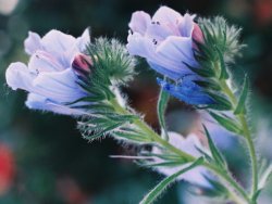 Echium plantagineum