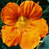 Tropaeolum majus (nasturcja większa)