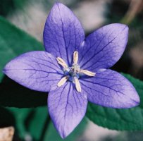 Platycodon grandiflorum